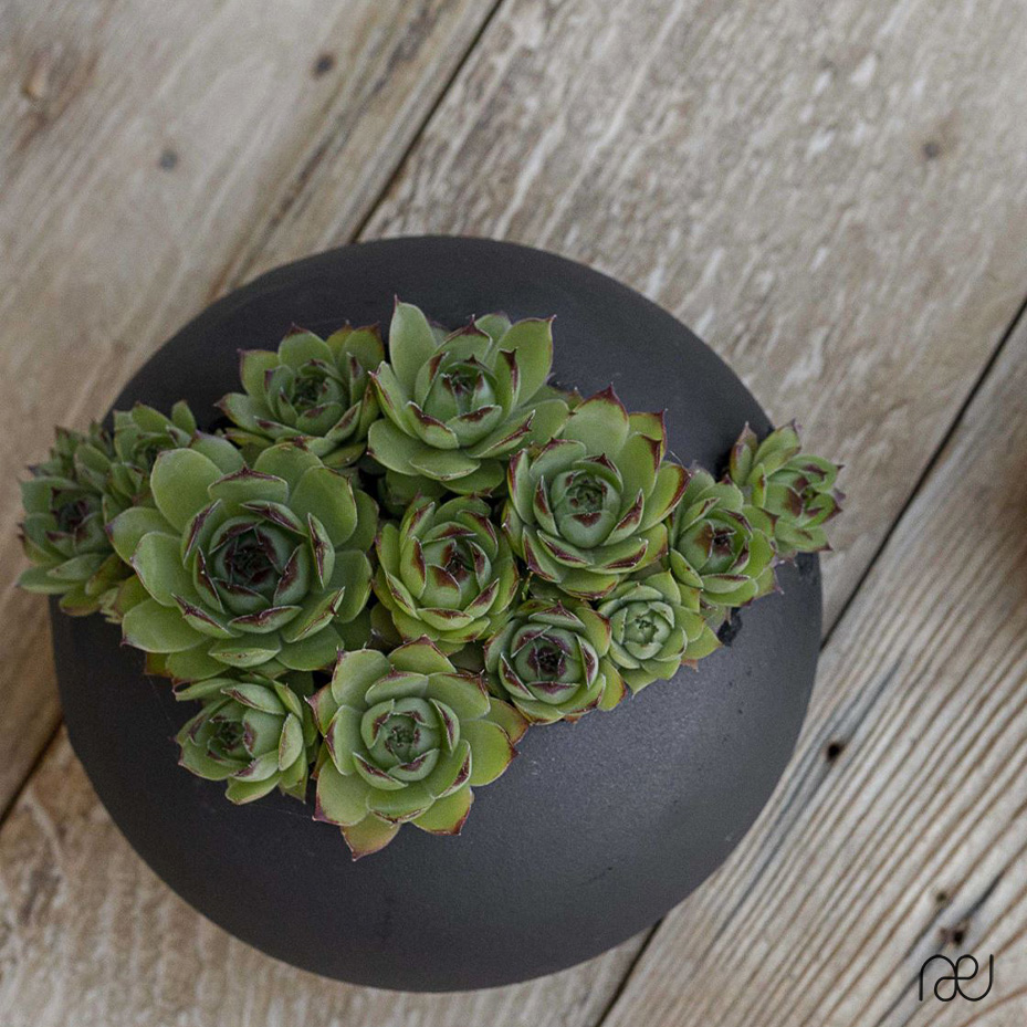 craquele – Stéphanie Esneault